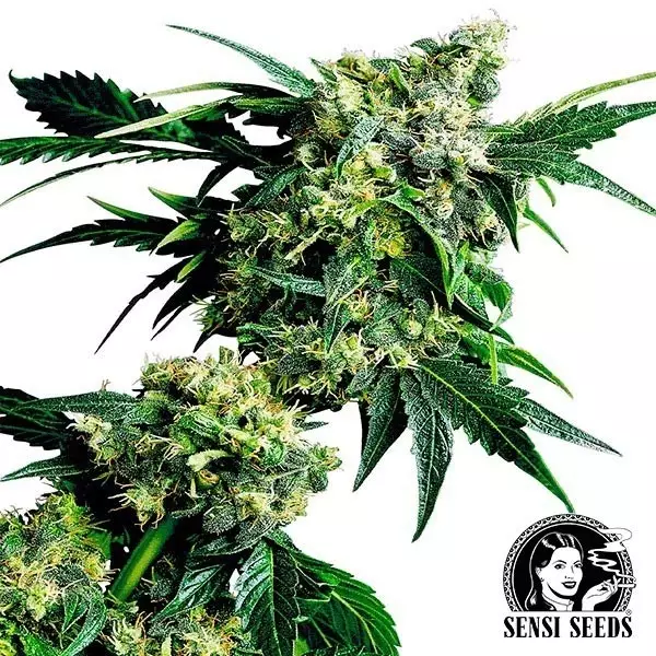 Visualizzazione Mr.Nice G13 x Hash Plant Regular Sensi Seeds.