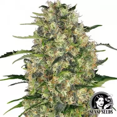 Black Domina Regular di Sensi Seeds.
