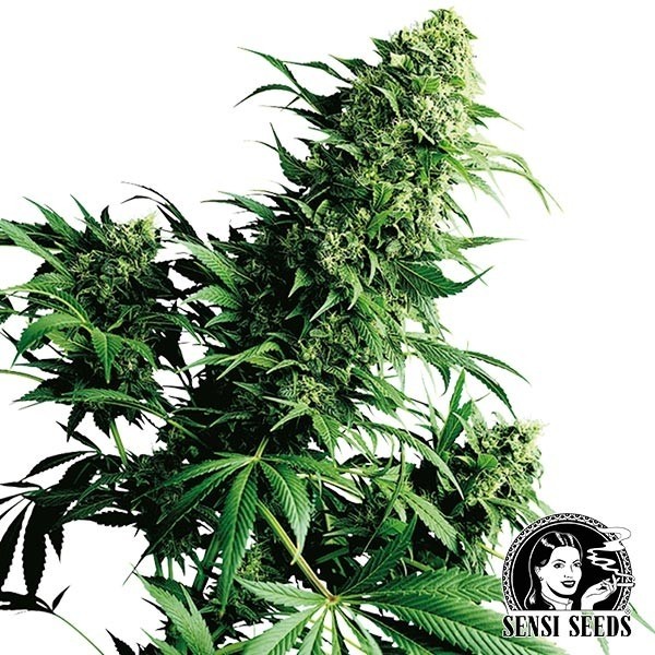 Visualizzazione Shiva Shanti Regular di Sensi Seeds.