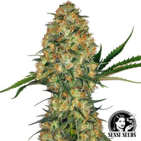 Hindu Kush Regular semi di Sensi Seeds.