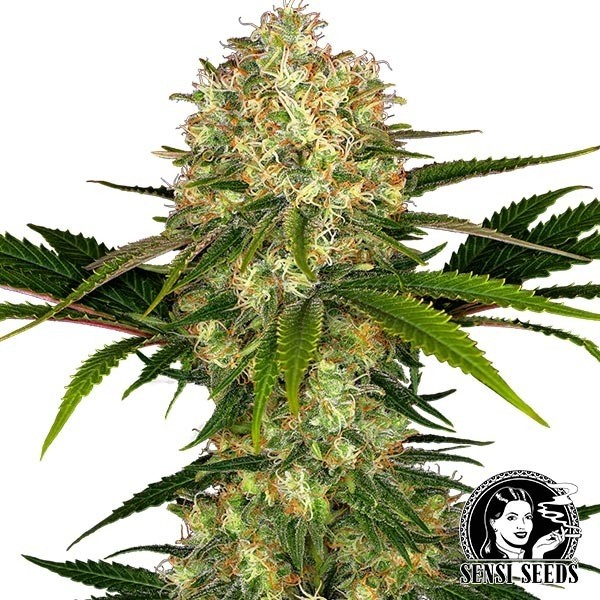 Visualizzazione Afghani #1 Regular del banco Sensi Seeds.