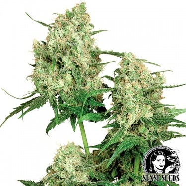 Maple Leaf Indica Regular