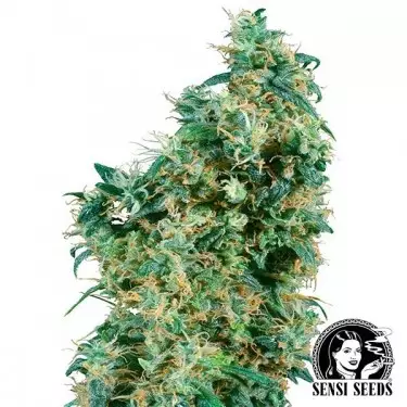 First Lady Regular Semi di Sensi Seeds.