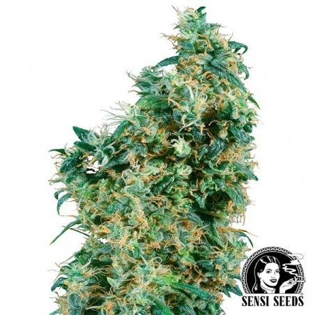 First Lady Regular Semi di Sensi Seeds.
