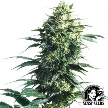Mother's Finest Regular
