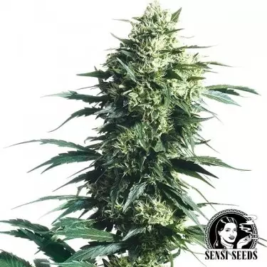 Mother's Finest Regular di Sensi Seeds.