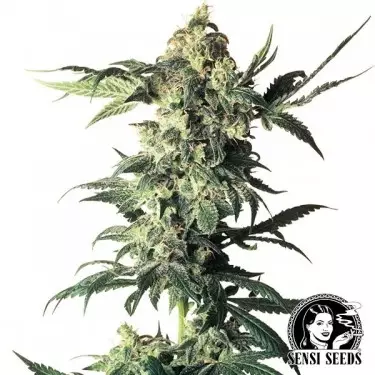 Northern Lights Regular di Sensi Seeds.