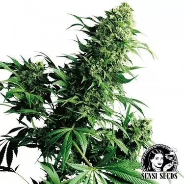 Shiva Shanti II Regular di Sensi Seeds.