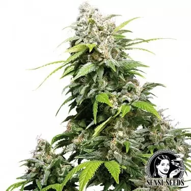 California Indica Regular di Sensi Seeds.