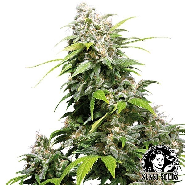 Visualizzazione California Indica Regular di Sensi Seeds.