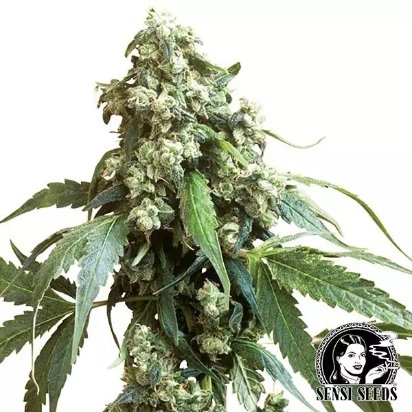 Visualizzazione Jack Flash Regolari di Sensi Seeds - Grow Barato