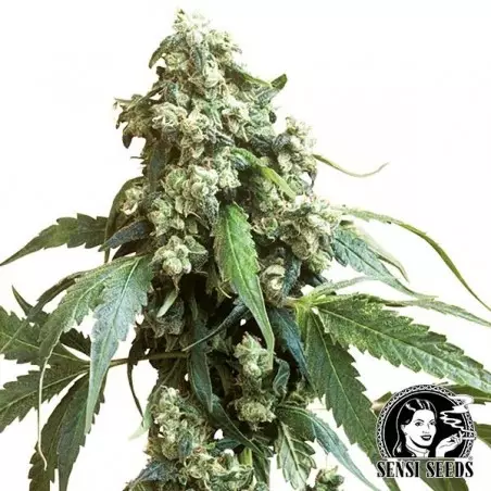 Jack Flash Regolari di Sensi Seeds - Grow Barato