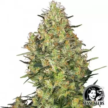 Shiva Skunk® Regular di Sensi Seeds.