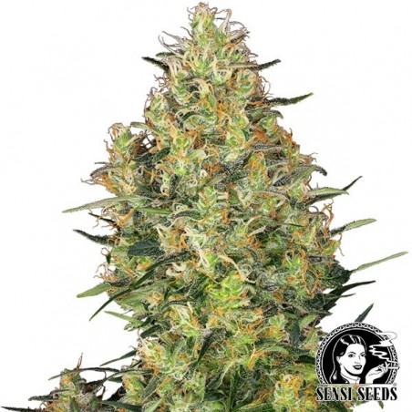 Shiva Skunk® Regular di Sensi Seeds.