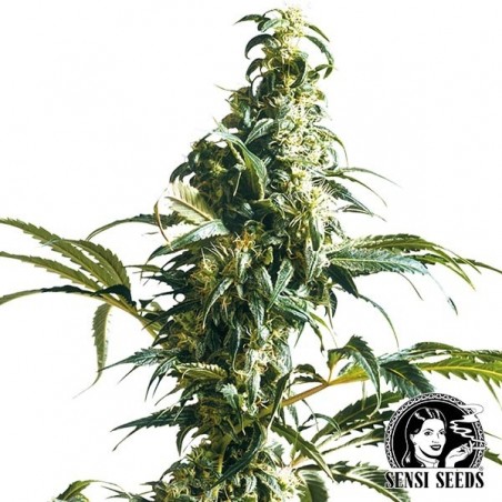 Mexican Sativa regolare