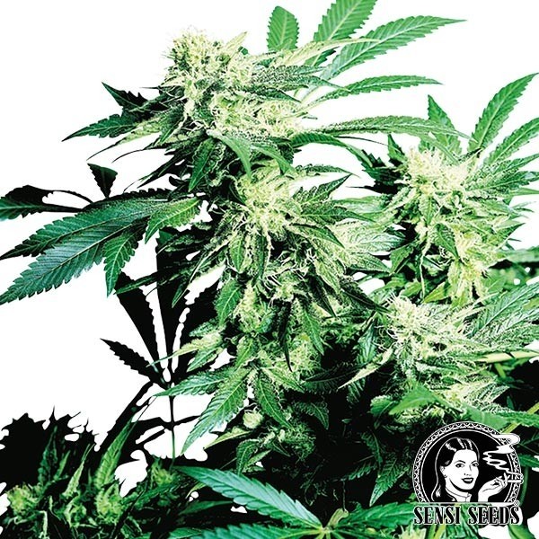 Visualizzazione Skunk Kush regolare
