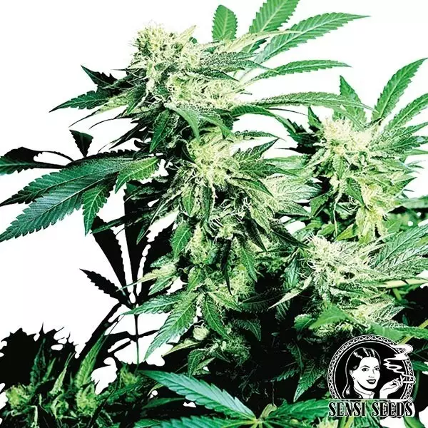 Skunk Kush regular Skunk Kush regolare