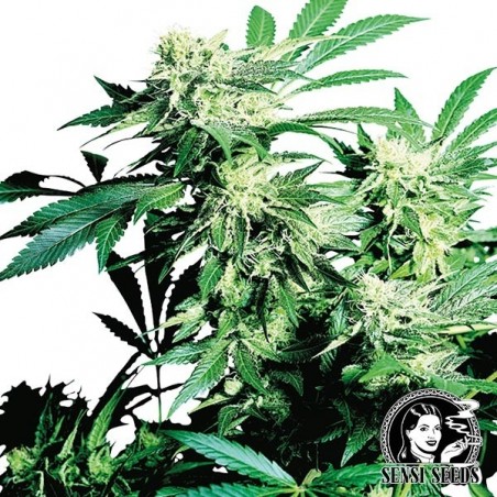Skunk Kush regolare