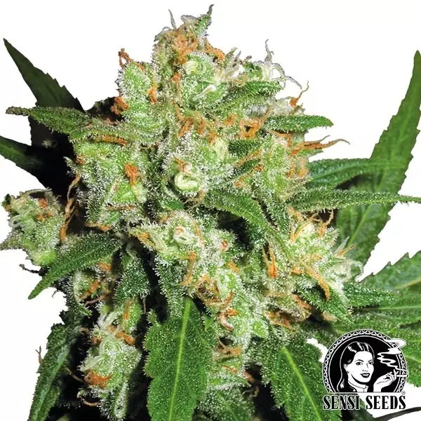 Visualizzazione Sensi Skunk Regular, semi by Sensi Seeds.