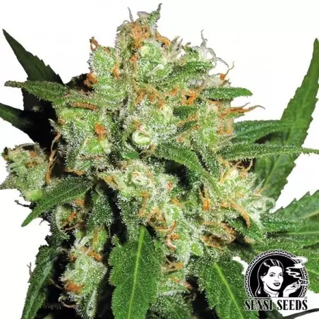 Sensi Skunk regolare