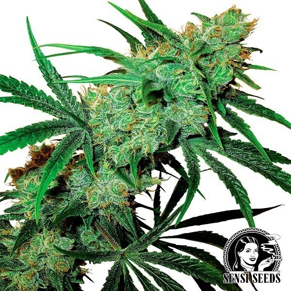 Visualizzazione Fruity Juice Regular di Sensi Seeds.