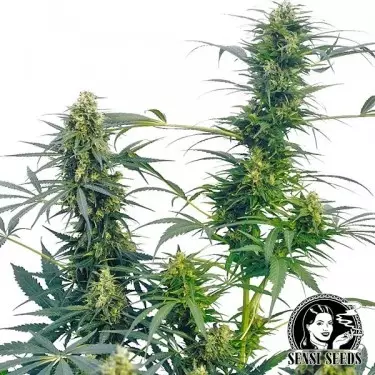 Guerrilla´s Gusto Regular di Sensi Seeds.