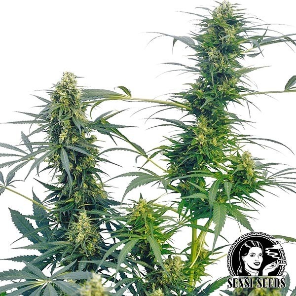 Visualizzazione Guerrilla's Gusto Regular di Sensi Seeds - Grow Barato
