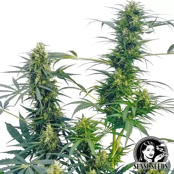 Guerrilla's Gusto regular Guerrilla's Gusto Regular di Sensi Seeds - Grow Barato