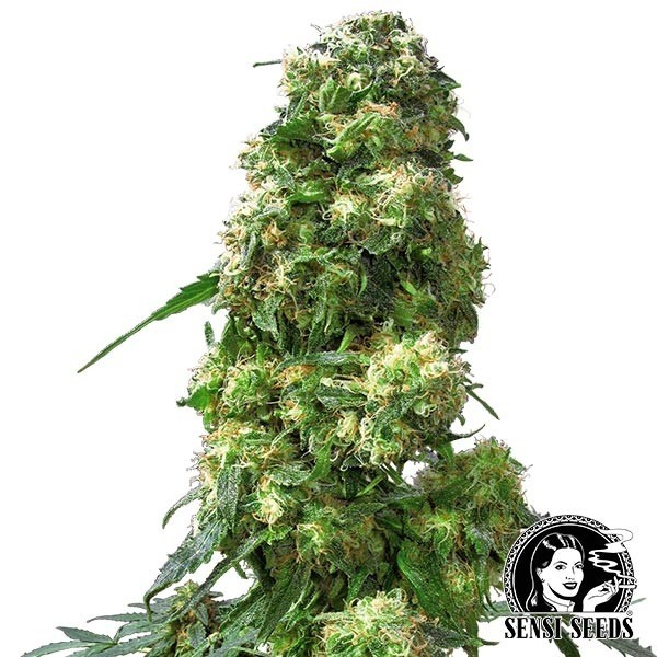 Visualizzazione Early Skunk Regular di Sensi Seeds.
