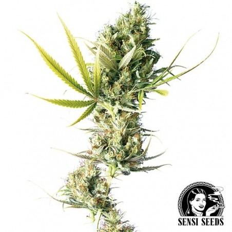 Durban semi regolari di Sensi Seeds.