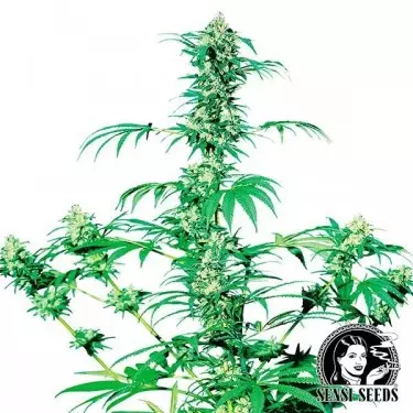 Early Girl Regular del banco Sensi Seeds.