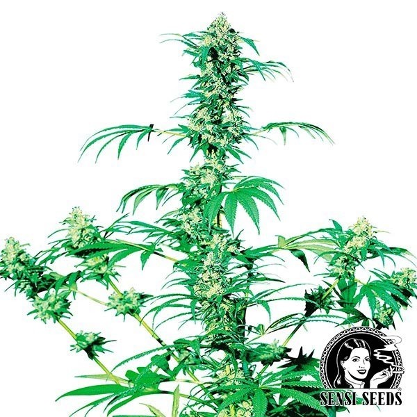 Visualizzazione Early Girl Regular del banco Sensi Seeds.