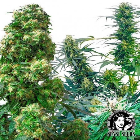 Outdoor Mix Regular, pack di Sensi Seeds.