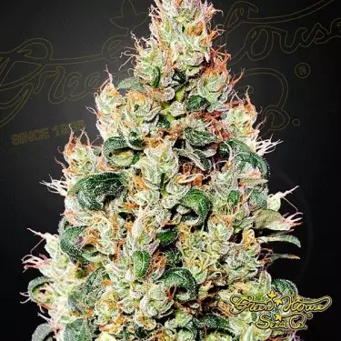 Exodus Cheese Auto CBD Green House Seeds.