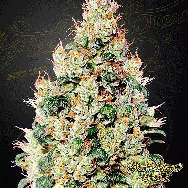 Visualizzazione Exodus Cheese Auto CBD Green House Seeds.