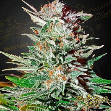 Super Lemon Haze Auto di Green House Seeds