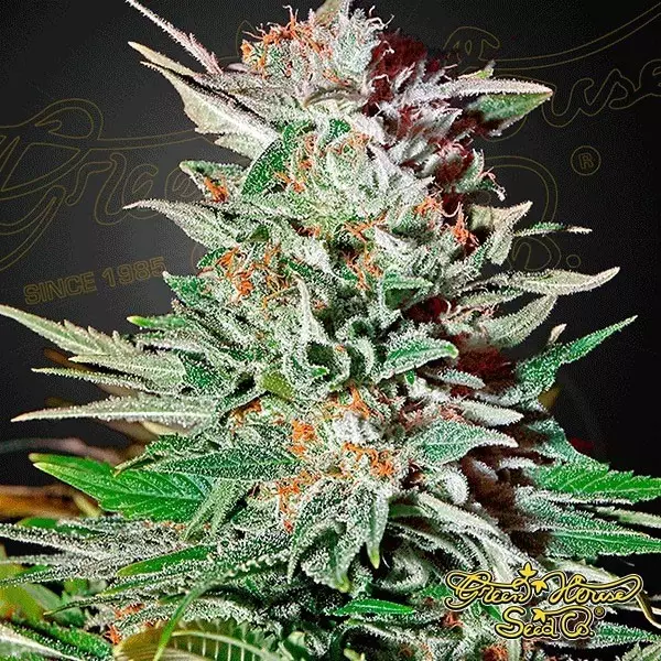 Visualizzazione Super Lemon Haze Auto di Green House Seeds
