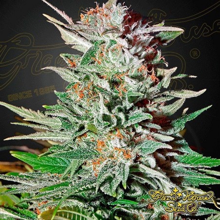 Super Lemon Haze Auto di Green House Seeds