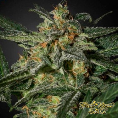 White Widow Auto di Green House Seeds