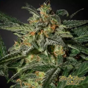 White Widow Auto di Green House Seeds