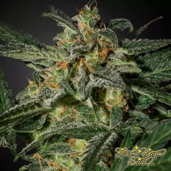 Visualizzazione White Widow Auto di Green House Seeds