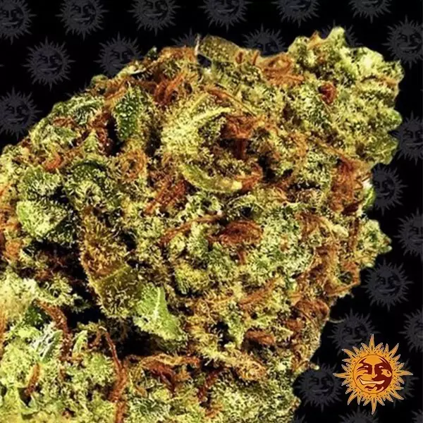 Visualizzazione Auto Watermelon Zkittlez di Barney's Farm