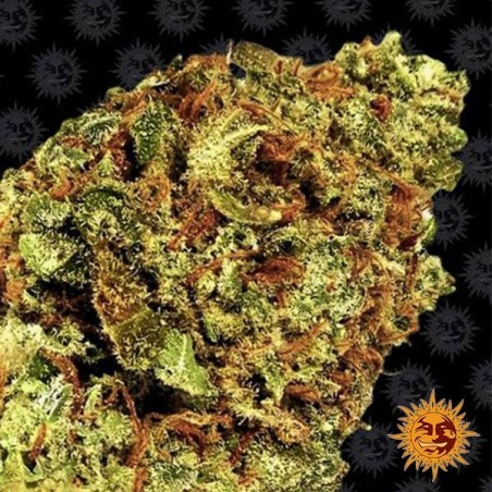 Watermelon Zkittlez Auto Barneys Farm