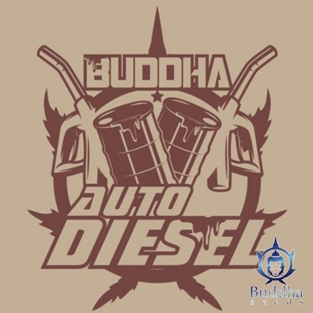 Buddha Auto Diesel semi Buddha Seeds