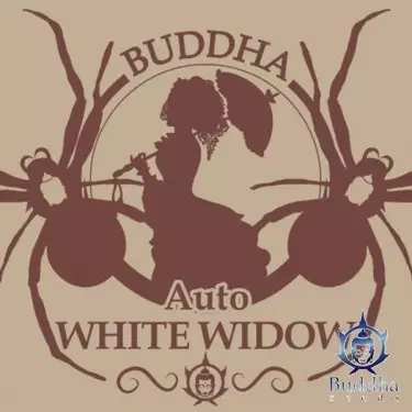 Buddha Auto White Widow di Buddha Seeds