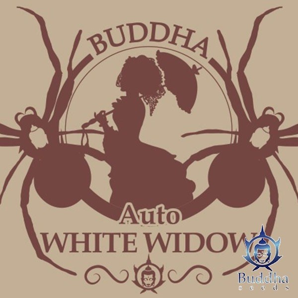 Visualizzazione Buddha Auto White Widow di Buddha Seeds