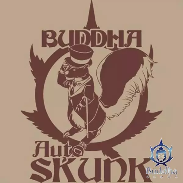 Visualizzazione Buddha Auto Skunk Buddha Seeds Autofiorenti