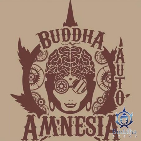 Buddha Auto Amnesia femminizzata Buddha Seeds