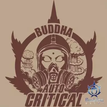 Buddha Auto Critical semi Buddha Seeds