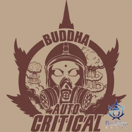 Buddha Auto Critical semi Buddha Seeds